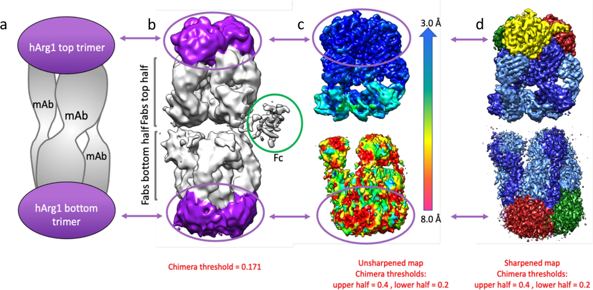 1917137916485292032-multi-protein-complexes-structure-characterization-service1.webp