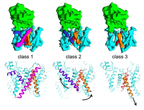 1917499343410679808-dynamic-conformational-change-and-function-identification-service1.jpg