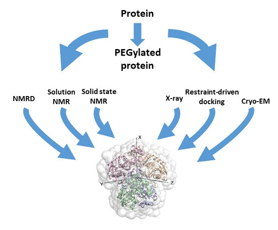 1919657930048262144-combinational-applications-of-cryo-em-x-ray-crystallography-and-nmr1.png