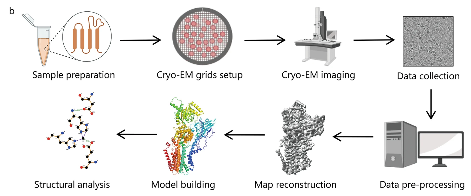 1919924801116950528-protein-nucleic-acid-complexes-structure-characterization-service-cryo-em1.PNG