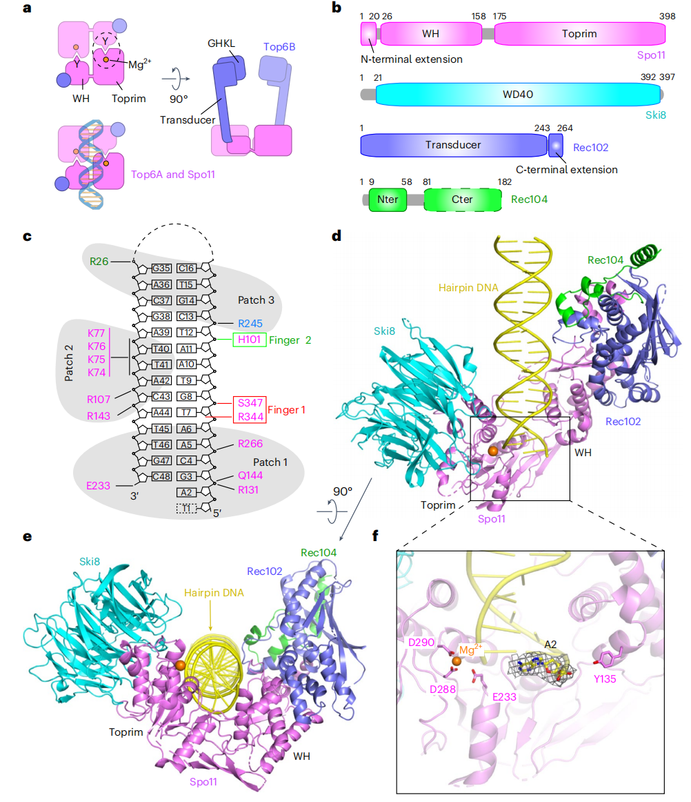 1919925616879718400-protein-nucleic-acid-complexes-structure-characterization-service-cryo-em2.PNG