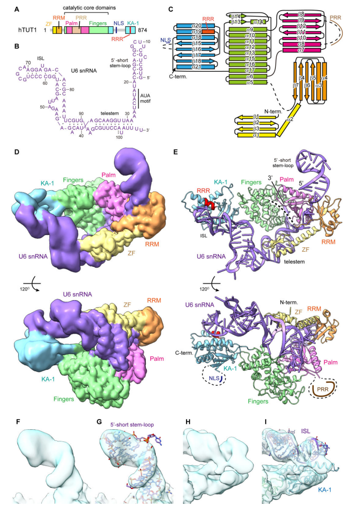 1919925807510835200-protein-nucleic-acid-complexes-structure-characterization-service-cryo-em3.PNG