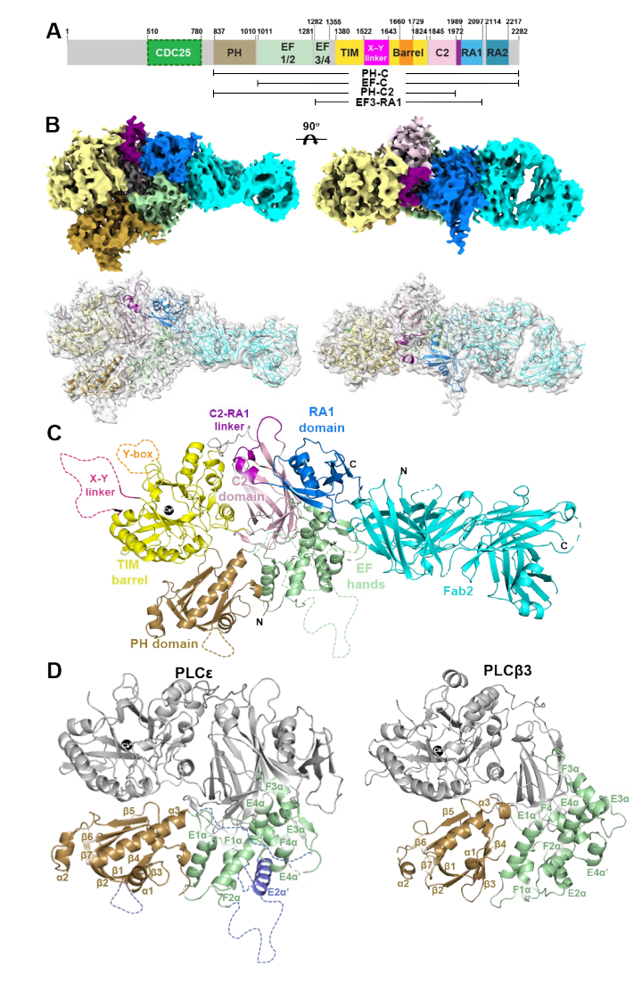1919963623393447936-other-soluble-proteins-structure-characterization-service-cryo-em2.PNG