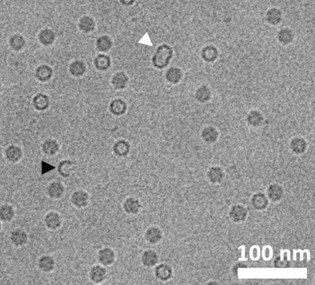1920012208382267392-method-validation-service-cryo-em3.png