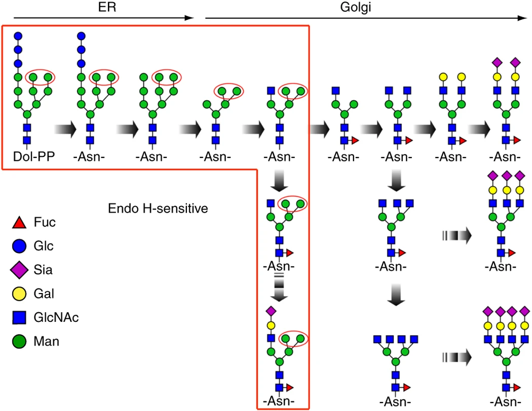 1920036756787941376-n-glycosylation-profiling-service1.webp