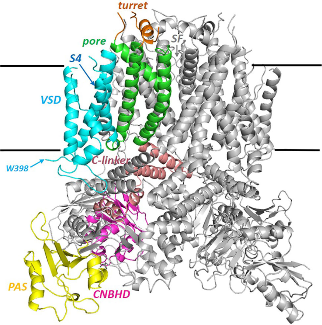 1920320174083919872-anti-target-herg-structure-determination-service-cryo-em1.png