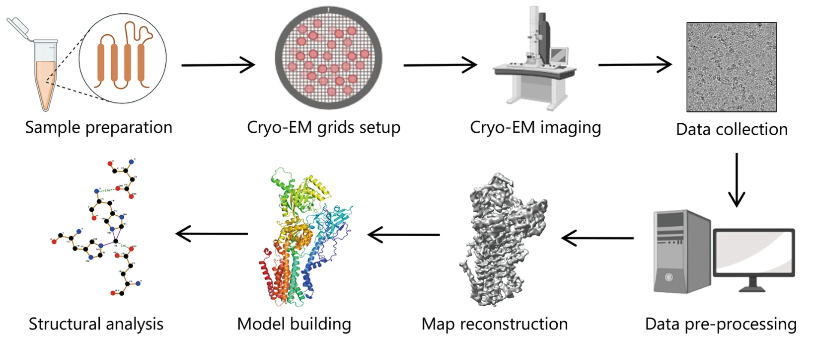 1920320520533430272-anti-target-herg-structure-determination-service-cryo-em2.png