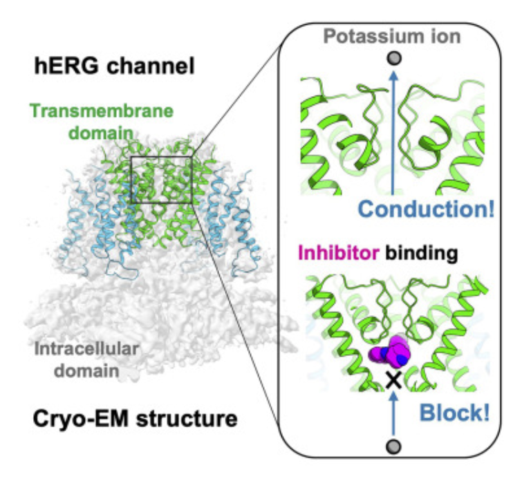 1920345574247878656-anti-target-herg-structure-determination-service-cryo-em3.png
