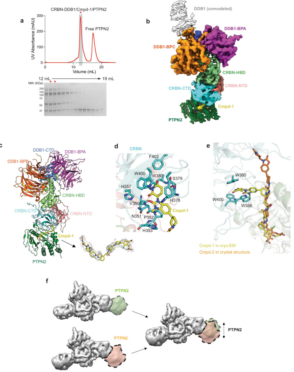 1920355255267741696-protein-degraders-and-ternary-complexes-structure-characterization-service-cryo-em3.PNG