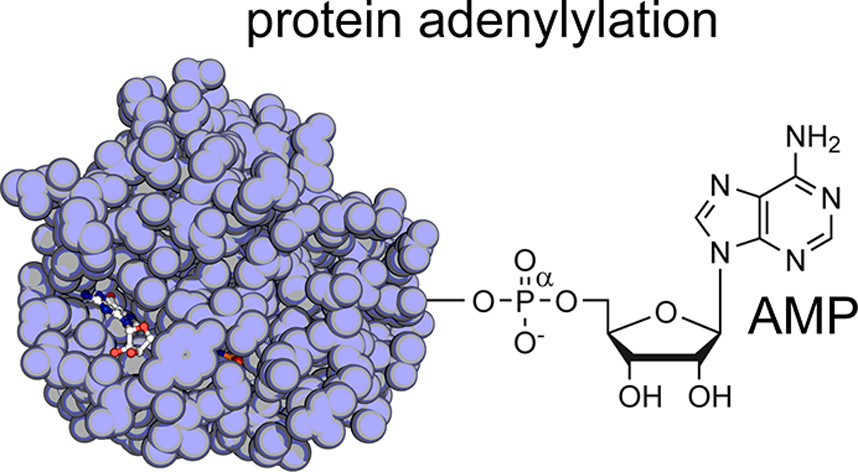 1920397855777476608-adenylylation-proteomics-service1.jpeg