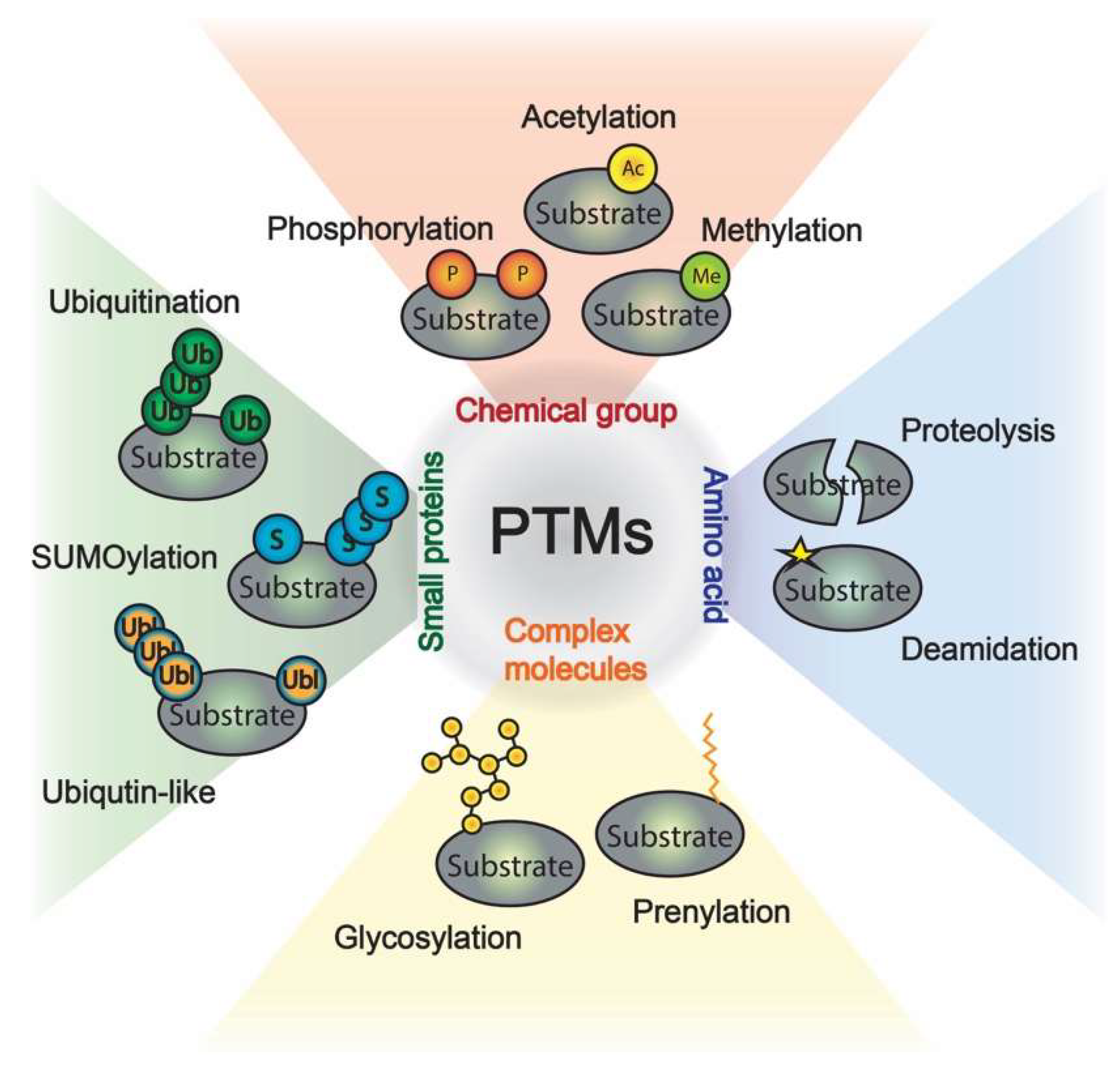 1920398730092728320-post-translational-modification-analysis-for-protein-biopharmaceuticals1.png