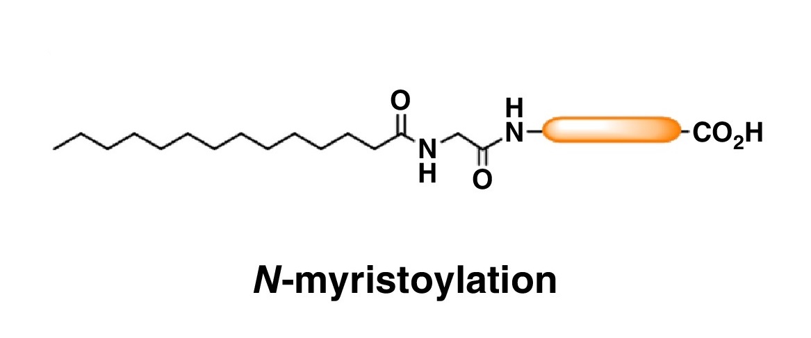 1920408268544004096-n-myristoylation-proteomics-service1.jpg