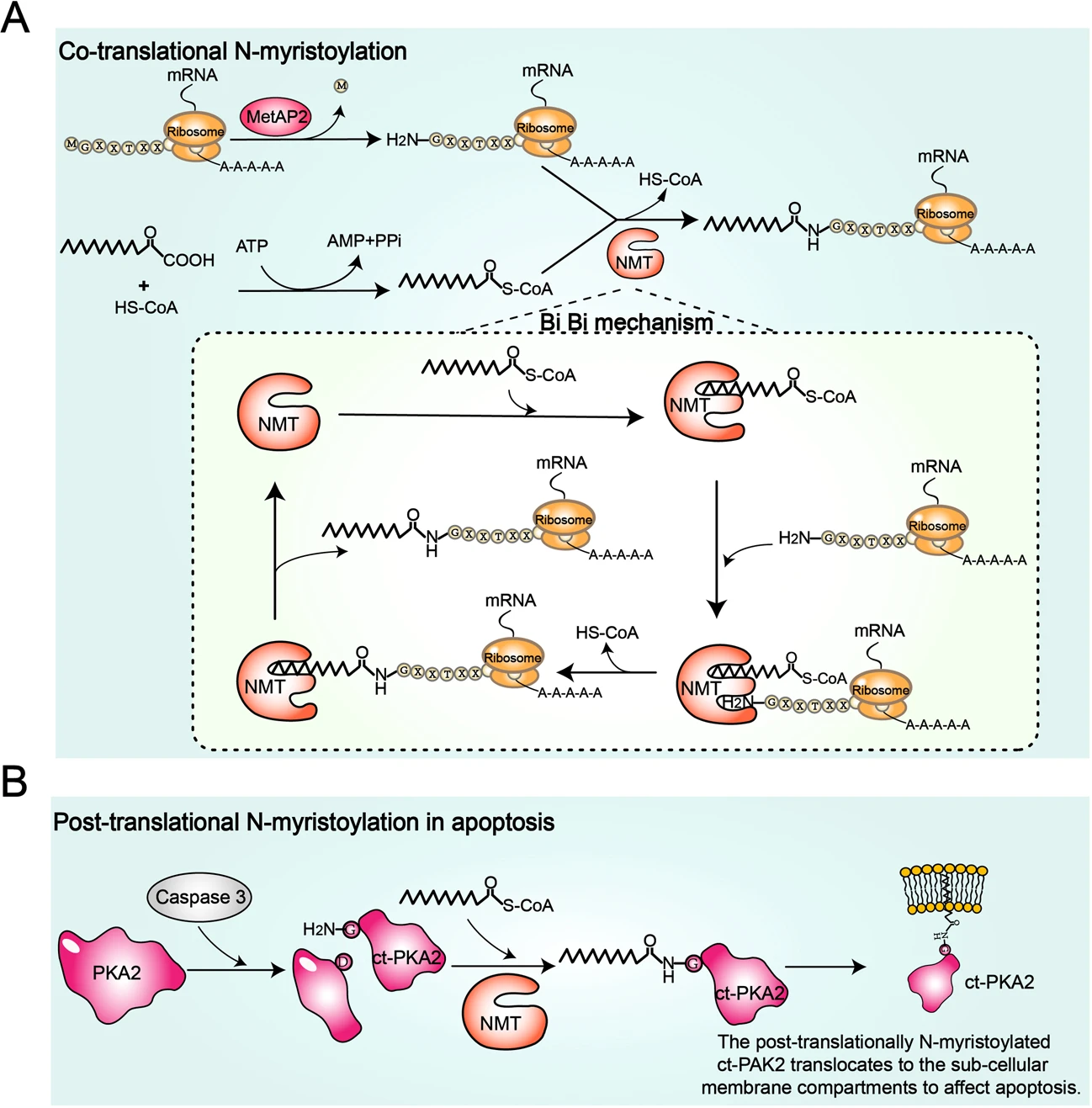 1920408386211008512-n-myristoylation-proteomics-service2.png