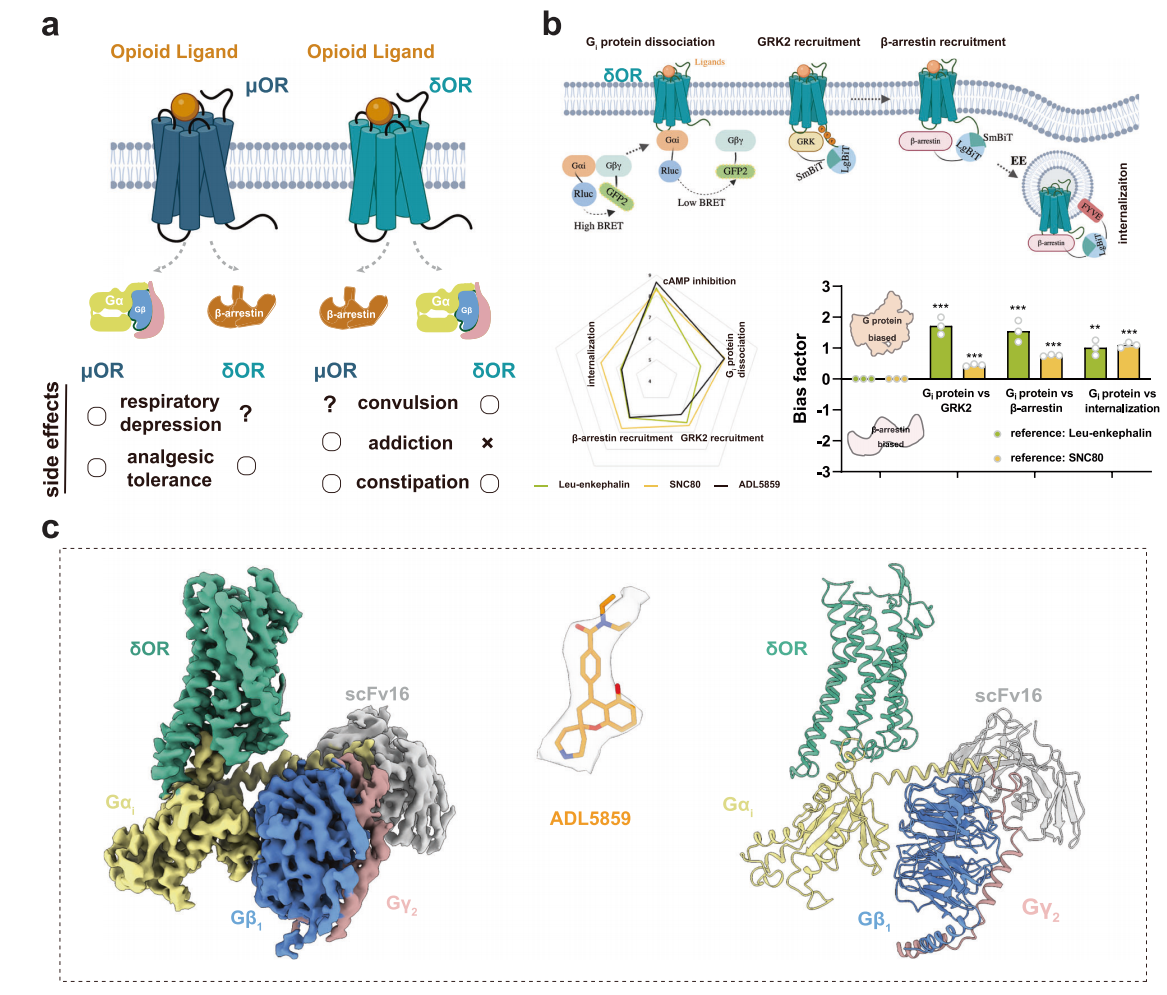1920662705107750912-cryo-em-protein-small-molecule-complex-structure-characterization-service2.PNG