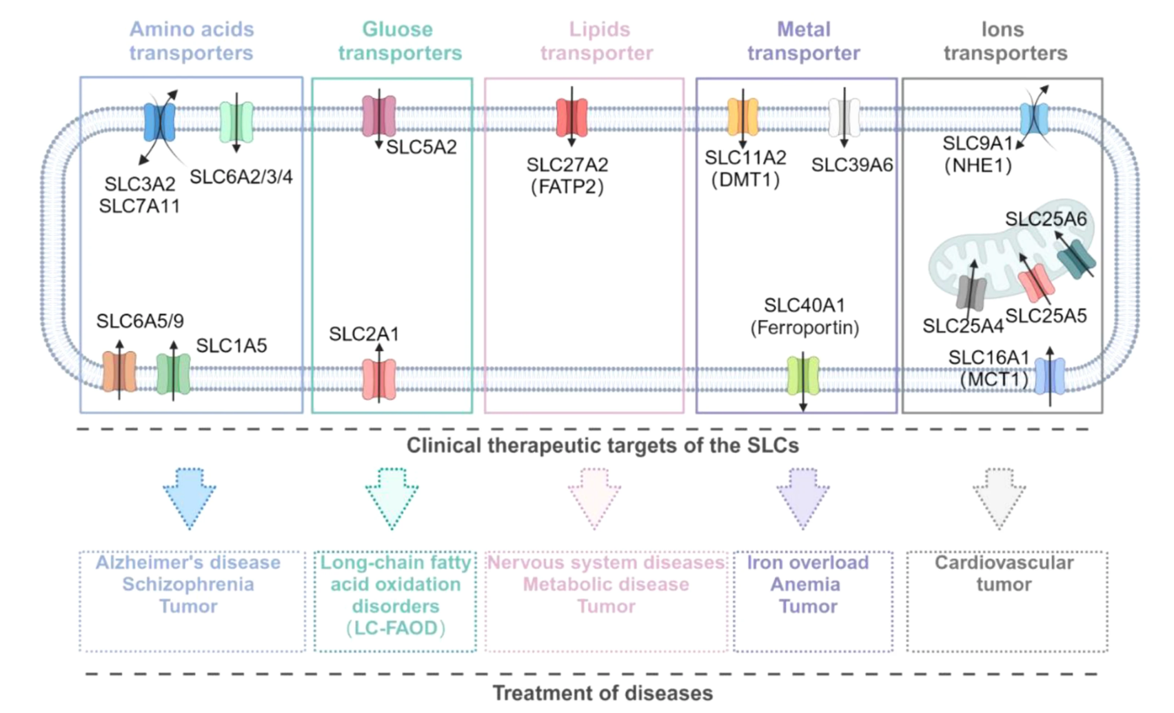 1920675752882851840-solute-carrier-transporters-slcs-structure-characterization-service-cryo-em1.png