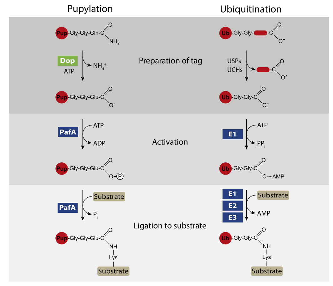 1920729805868355584-pupylation-proteomics-service1.PNG