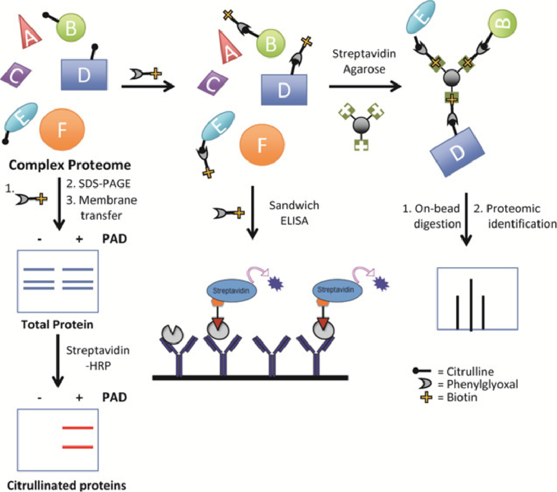 1920730790334418944-citrullinated-proteins-analysis-service2.png