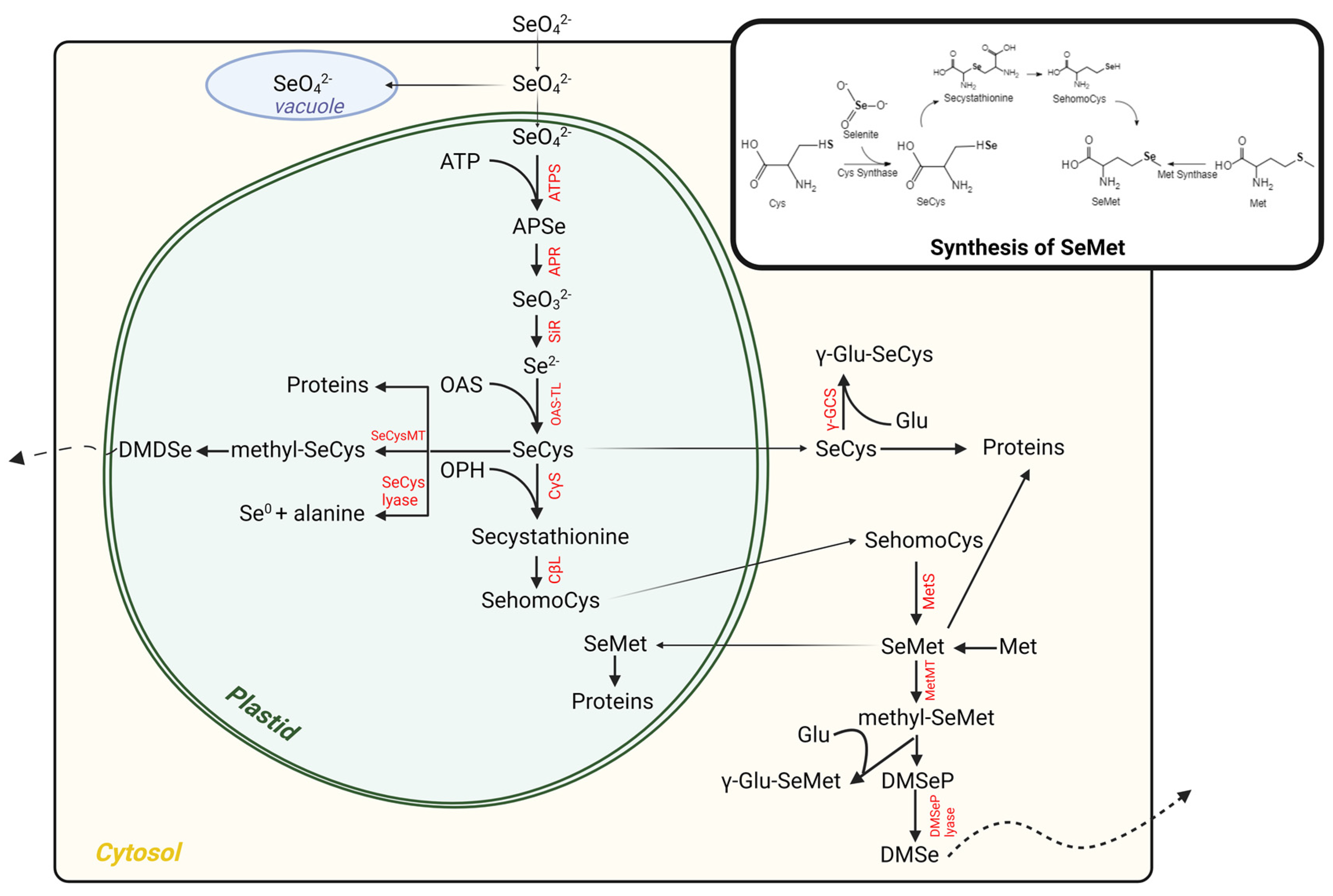 1920759425636356096-selenylation-proteomics-service1.png
