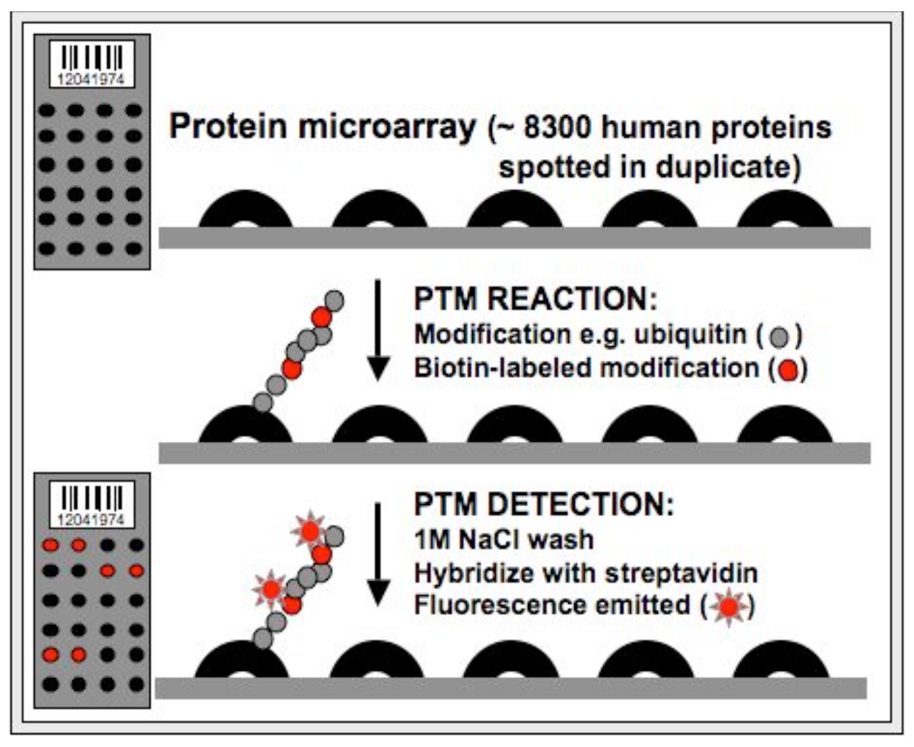 protein-microarray-based-ptm-analysis-service1.png