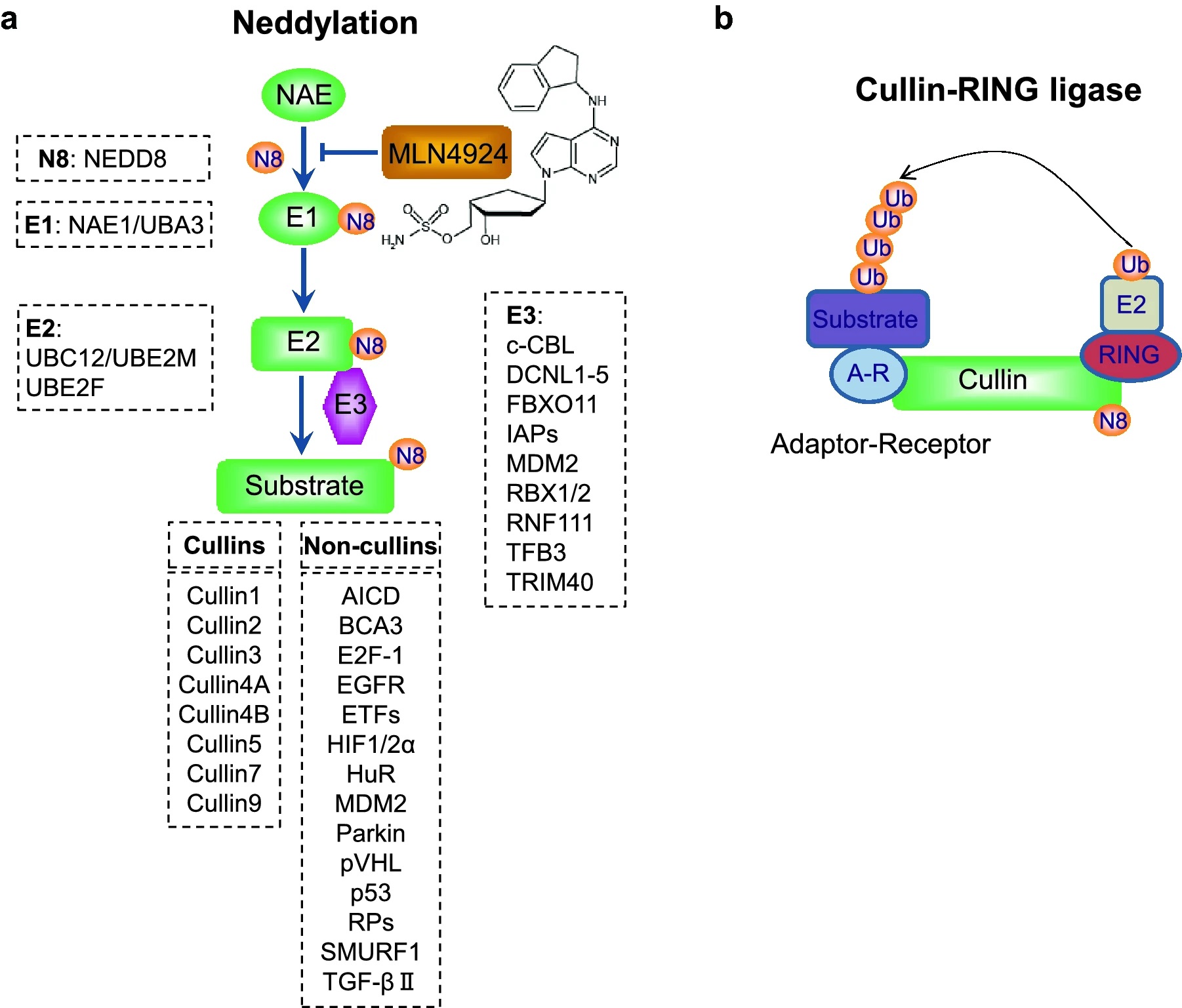 1920769031808864256-neddylation-proteomics-service1.jpg