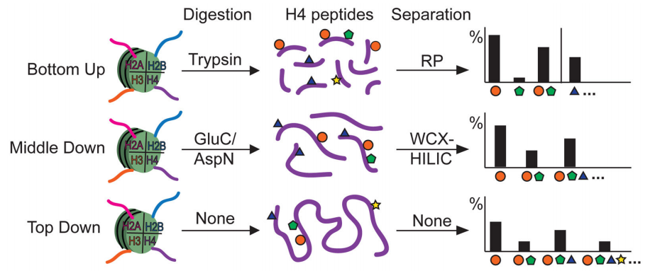 1921752927635623936-histone-ptms-quantitative-analysis-service2.PNG