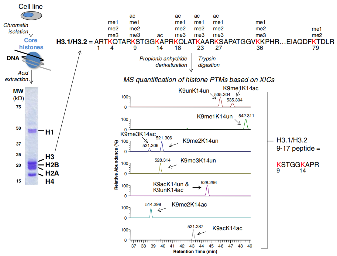 1921753281651658752-histone-ptms-quantitative-analysis-service3.PNG