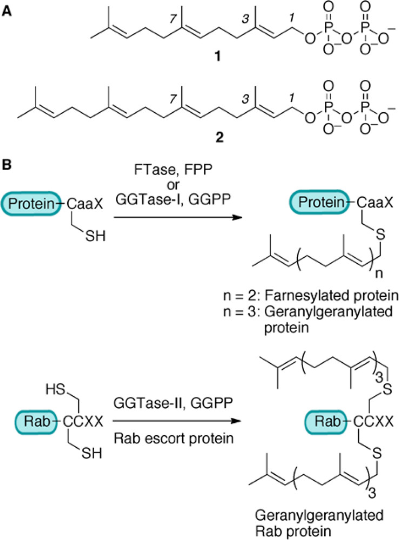 1921828378940919808-prenylation-proteomics-service1.png