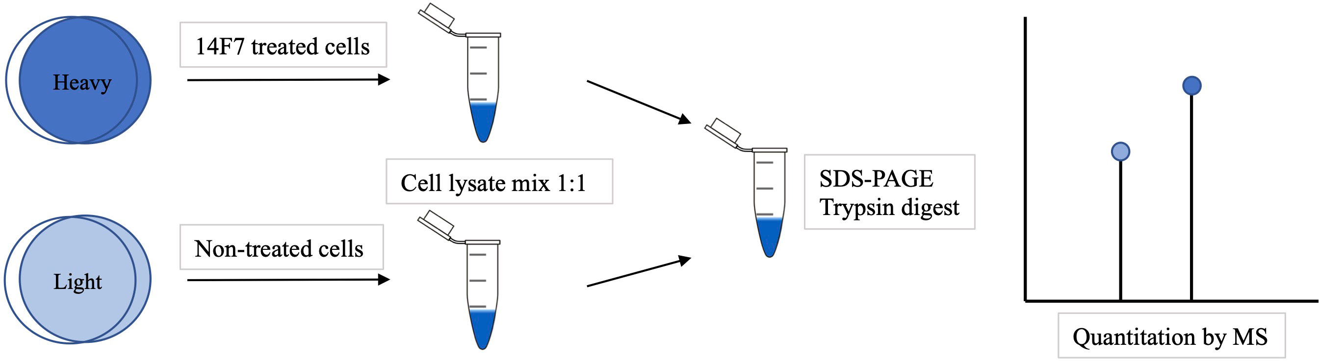 1921847259273220096-silac-based-quantitative-ptm-analysis-service1.jpg