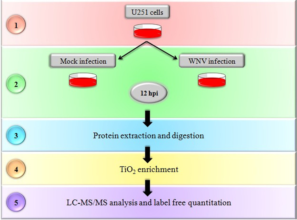 1921856029382529024-label-free-ptm-quantitative-analysis-service1.jpeg