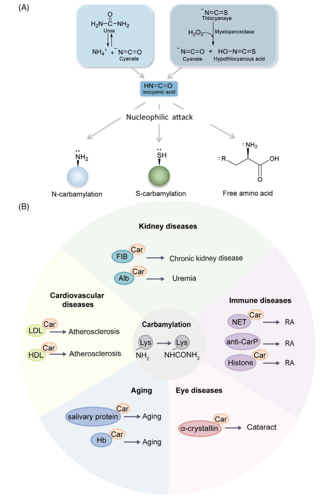 1922103993862574080-carbamylation-proteomics-service1.PNG