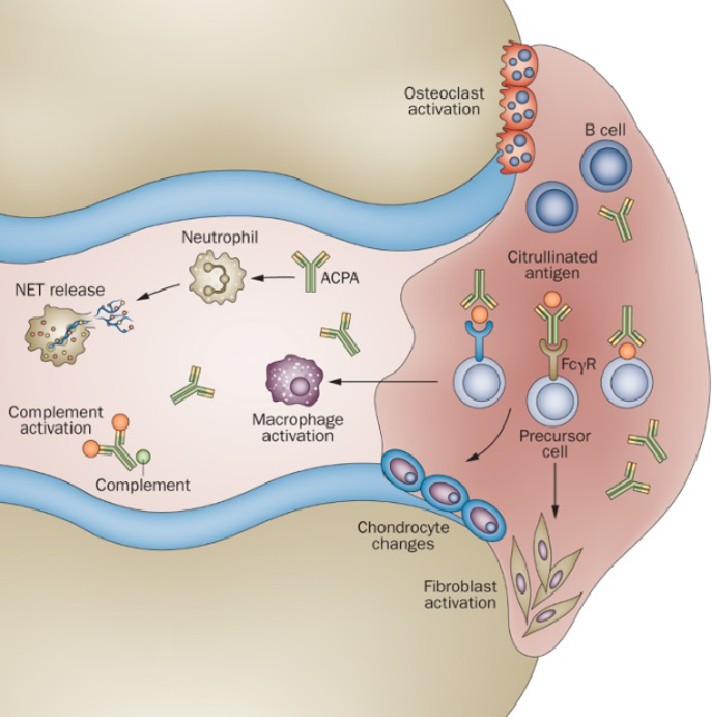 1922119303114117120-citrullination-proteomics-service2.png