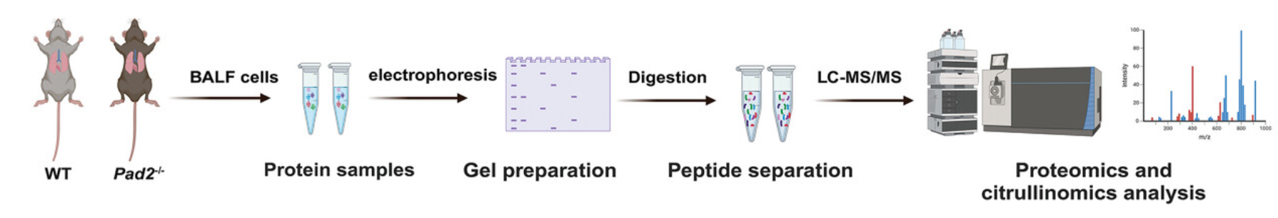 1922127948082171904-citrullination-proteomics-service3.png