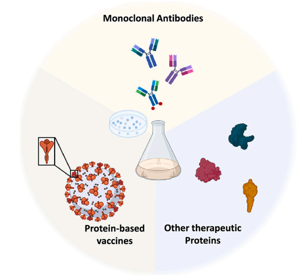 1922164387956248576-protein-drug-glycosylation-analysis-service1.PNG