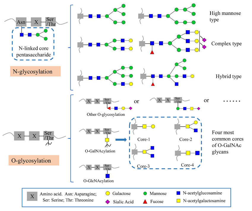 1922164523272884224-protein-drug-glycosylation-analysis-service2.PNG
