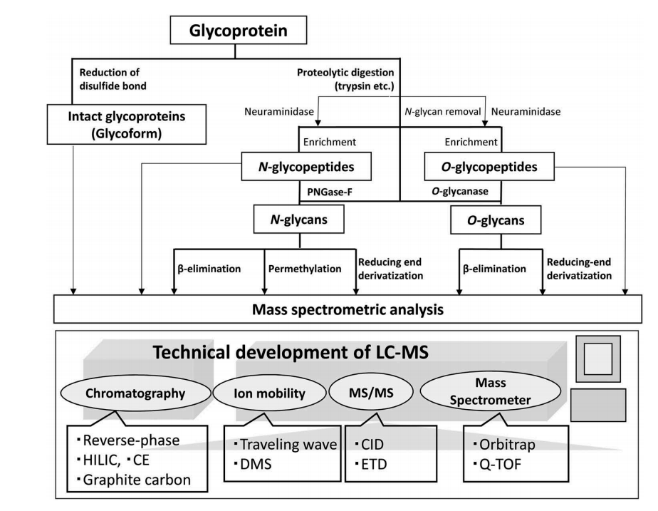 1922164831600365568-protein-drug-glycosylation-analysis-service3.PNG