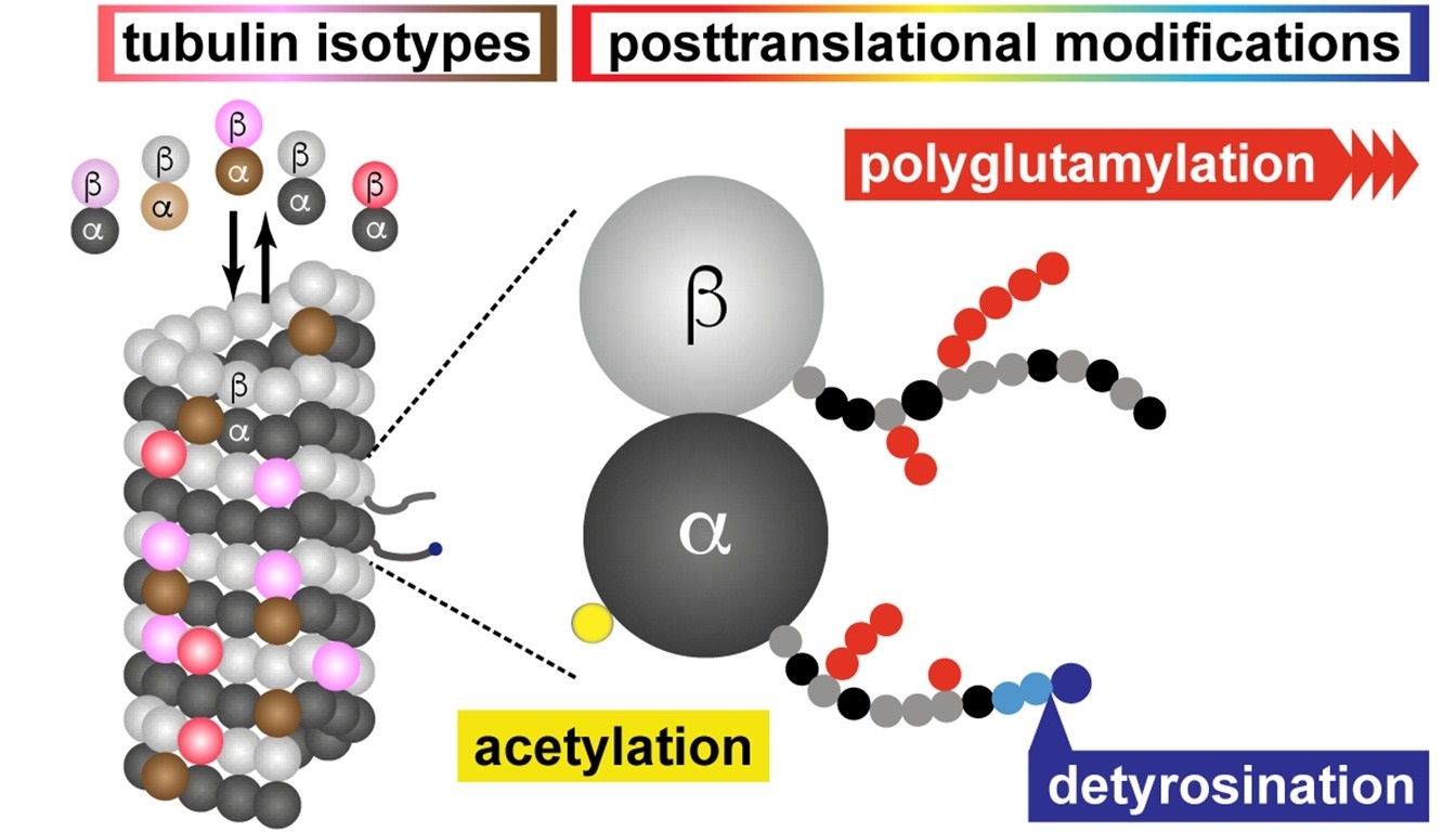 1922211223140159488-polyglutamylation-proteomics-service1.jpg