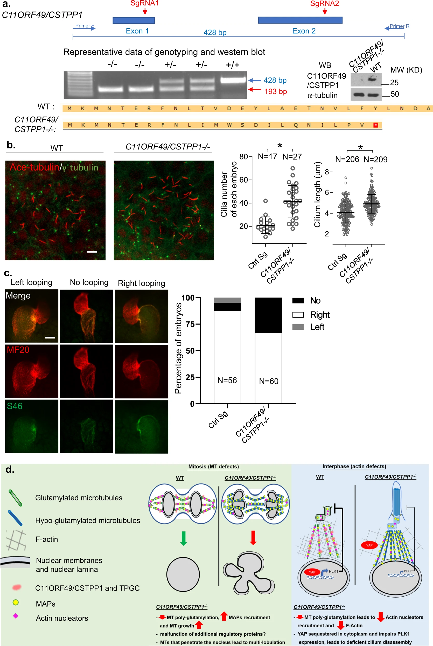 1922211688728875008-polyglutamylation-proteomics-service2.webp