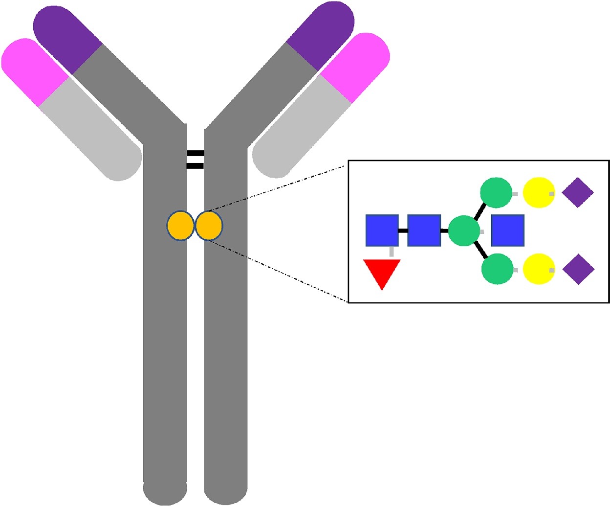 1922581706197028864-antibody-glycosylation-analysis-service1.jpg