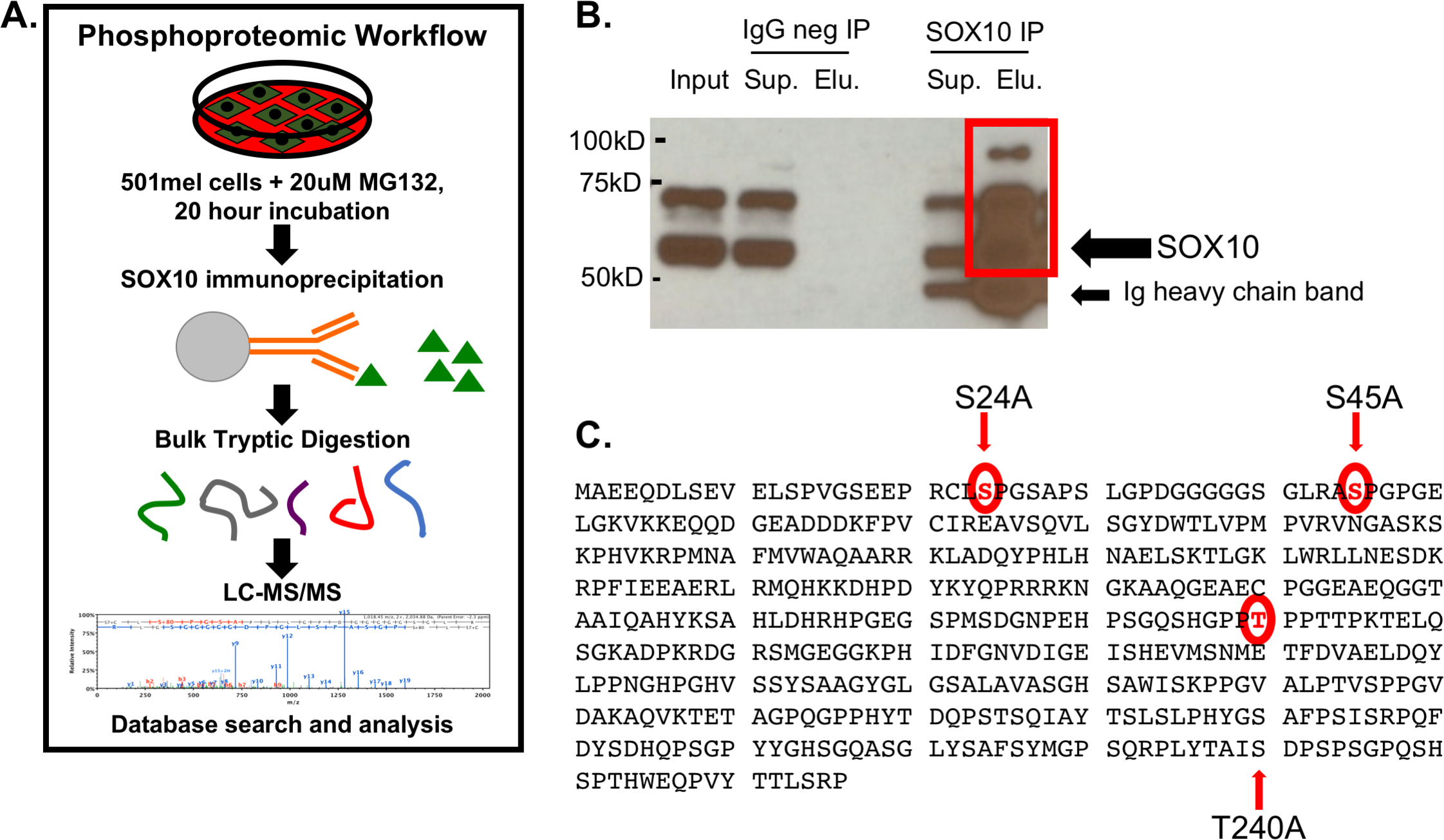 1922582856442957824-phosphorylation-site-identification-service1.png