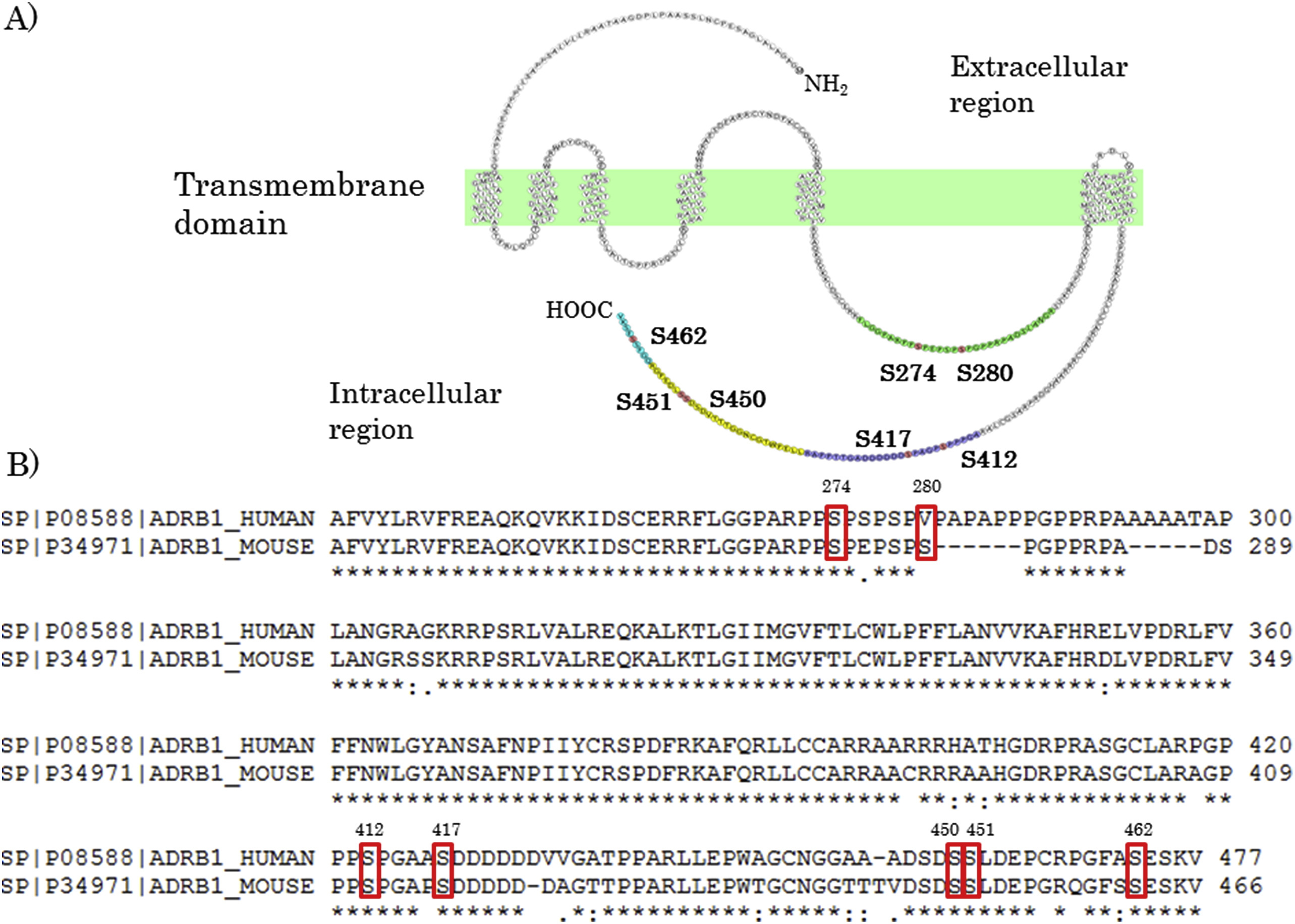 1922582976836259840-phosphorylation-site-identification-service2.jpg