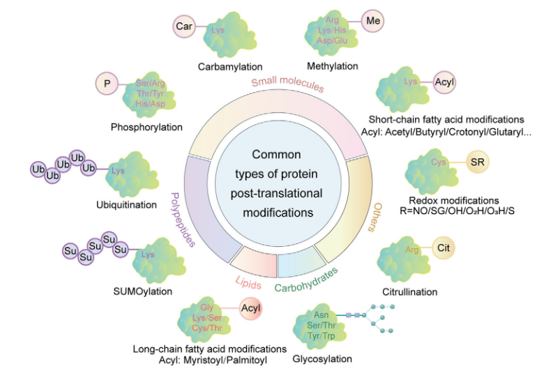 1922822740088836096-mass-spectrometry-based-protein-modification-sites-analysis-service1.PNG