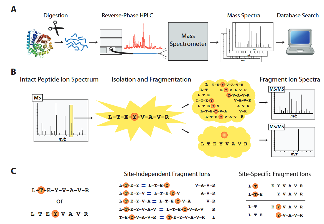 1922822860322754560-mass-spectrometry-based-protein-modification-sites-analysis-service2.PNG