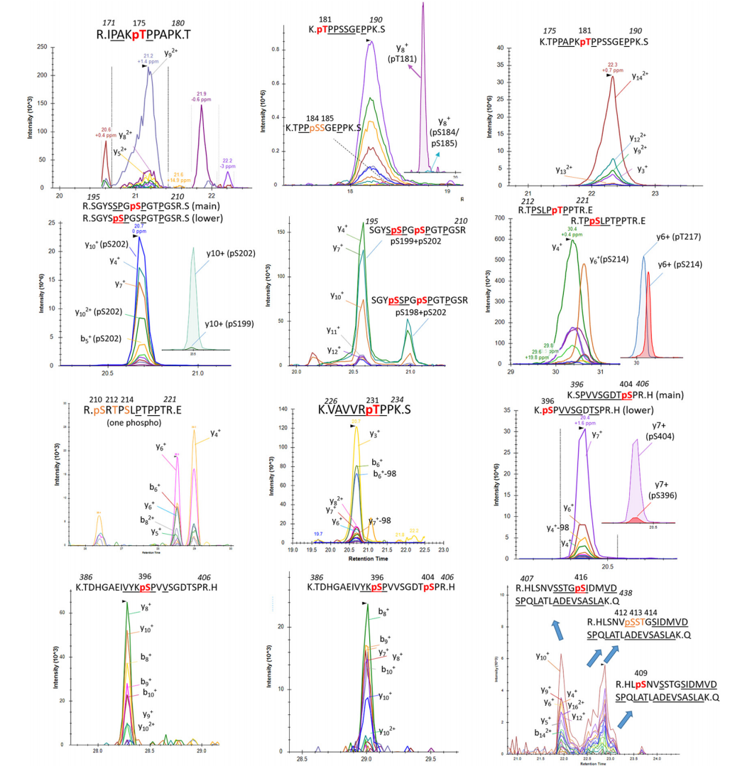 1922854355192107008-prm-based-post-translational-modification-site-analysis-service4.PNG