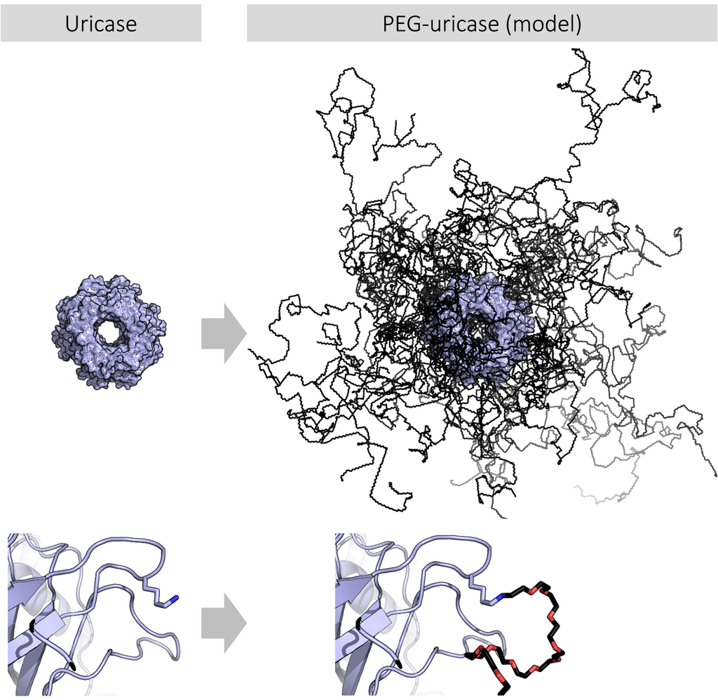 1923211933101182976-protein-pegylation-analysis-service1.png