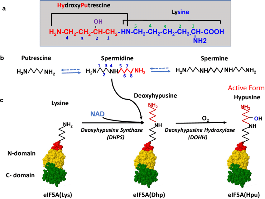 1923214274655277056-hypusine-formation-analysis-service1.png