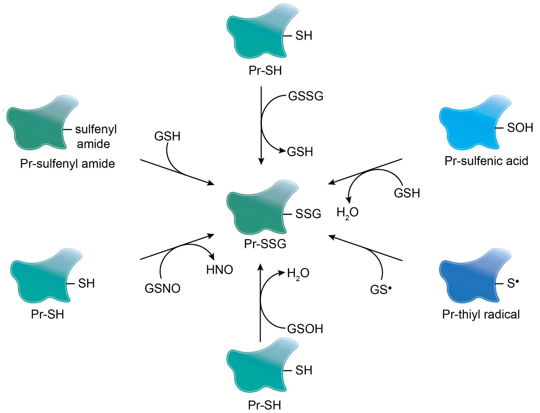 1923217102996099072-s-glutathionylation-proteomics-service1.png