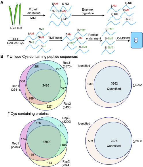 1923218788565241856-oxidation-proteomics-service3.jpg