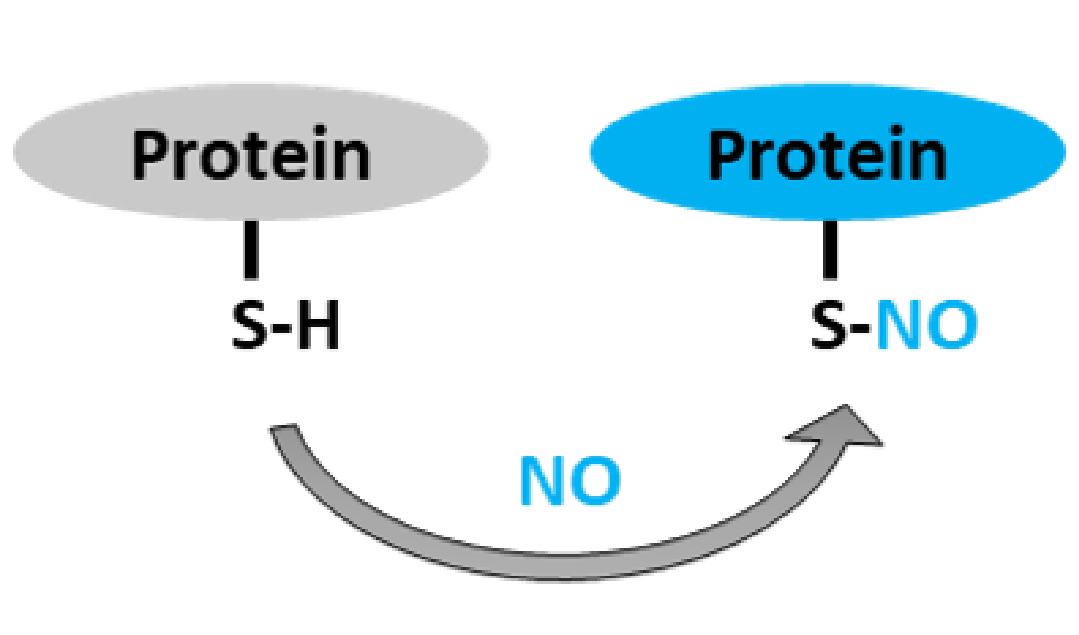 1923291743156555776-s-nitrosylation-proteomics-service1.png