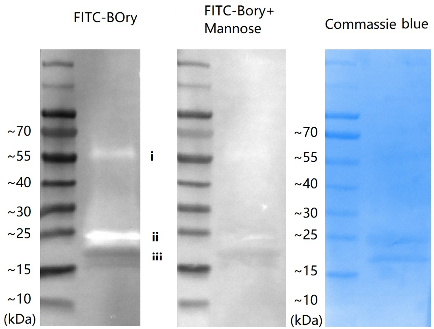 1923296523606151168-insect-cell-glycosylation-patterns-analysis-service2.webp