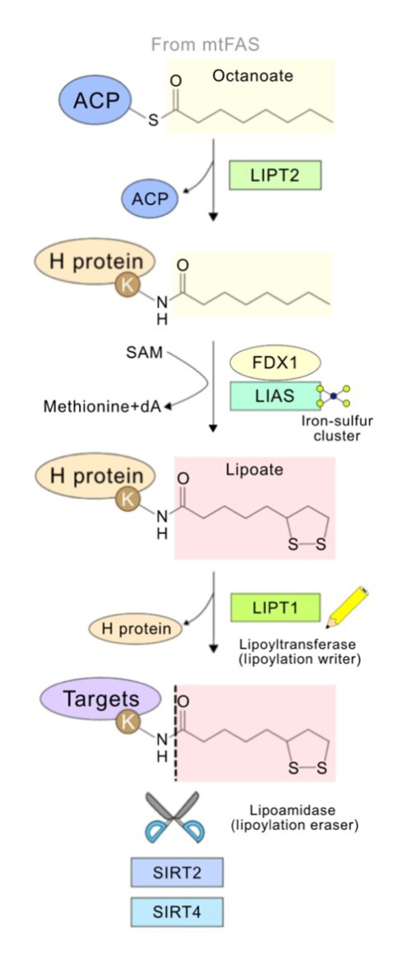 1923300977495625728-lipoylation-proteomics-service1.jpg